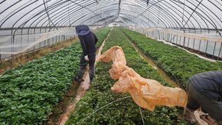 햇살처럼영농조합님의 기타작물 · 영농일지 작성글 사진