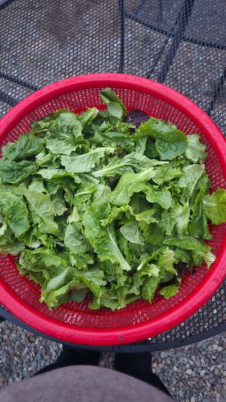 전영순님의 기타작물 · 영농일지 작성글 사진