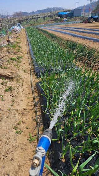 이순정님의 기타작물 · 영농일지 작성글 사진