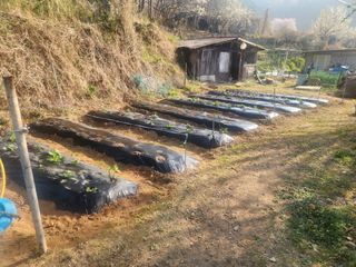 차태현님의 기타작물 · 영농일지 작성글 사진