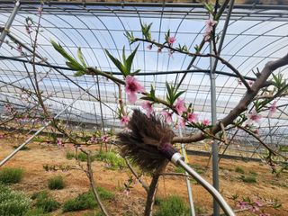 김영준님의 복숭아 · 영농일지 작성글 사진