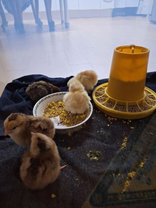 Yena1139님의 기타작물 · 영농일지 작성글 사진