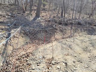 김홍중님의 두릅 · 영농일지 작성글 사진