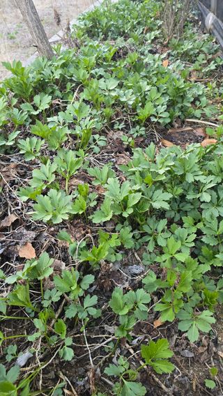 전영순님의 기타작물 · 영농일지 작성글 사진