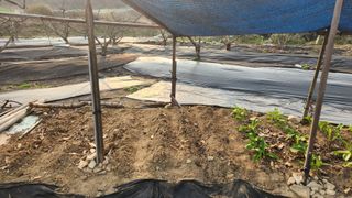 호두마루님의 기타작물 · 영농일지 작성글 사진