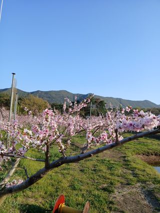 이광희님의 기타작물 · 영농일지 작성글 사진