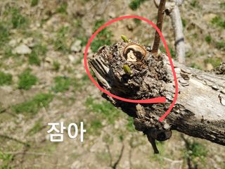 단감당감님의 감 · 영농일지 작성글 사진