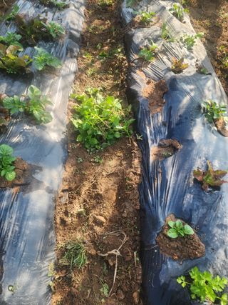 차태현님의 기타작물 · 영농일지 작성글 사진