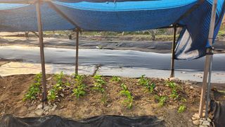 호두마루님의 기타작물 · 영농일지 작성글 사진