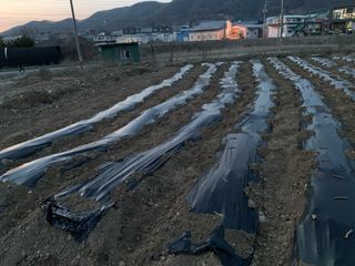 백용구님의 두릅 · 영농일지 작성글 사진