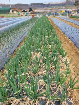 전광하님의 기타작물 · 영농일지 작성글 사진