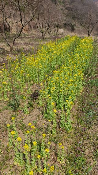 홍광희님의 기타작물 · 영농일지 작성글 사진