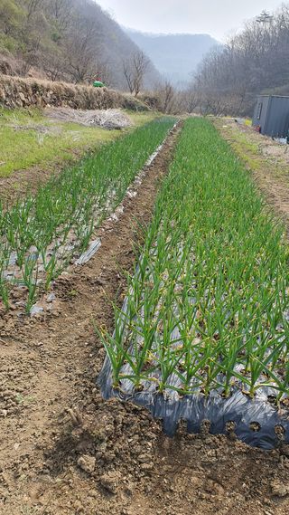 홍광희님의 기타작물 · 영농일지 작성글 사진