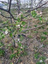 팜모닝 사과·영농일지 게시글 이미지