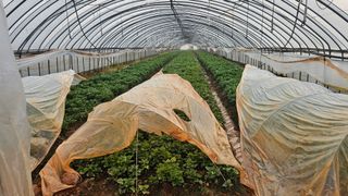 햇살처럼영농조합님의 기타작물 · 영농일지 작성글 사진