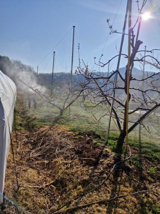백운농원 님의 기타작물 · 영농일지 작성글 사진