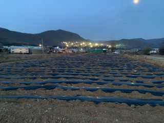 백용구님의 두릅 · 영농일지 작성글 사진