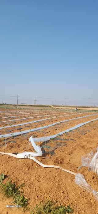 자연그대로님의 고추 · 영농일지 작성글 사진