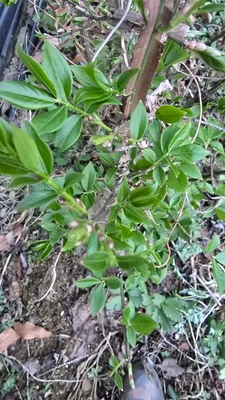 전영순님의 기타작물 · 영농일지 작성글 사진