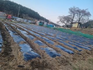 참깨16081님의 고추 · 영농일지 작성글 사진