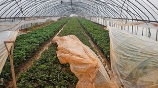 햇살처럼영농조합님의 기타작물 · 영농일지 작성글 사진