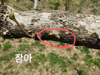 단감당감님의 감 · 영농일지 작성글 사진