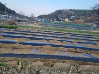 참깨16081님의 고추 · 영농일지 작성글 사진