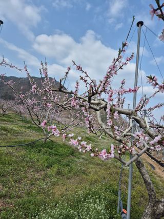 김옥조님의 복숭아 · 영농일지 작성글 사진