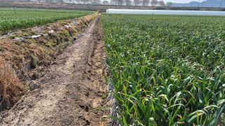 서정욱님의 마늘 · 영농일지 작성글 사진