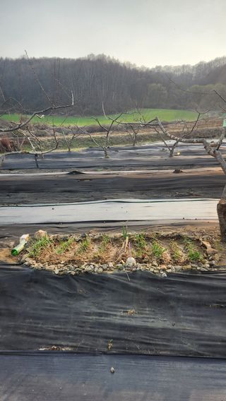 호두마루님의 기타작물 · 영농일지 작성글 사진