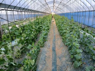 정기훈님의 기타작물 · 영농일지 작성글 사진