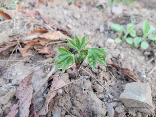 김홍중님의 두릅 · 영농일지 작성글 사진