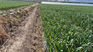 서정욱님의 마늘 · 영농일지 작성글 사진