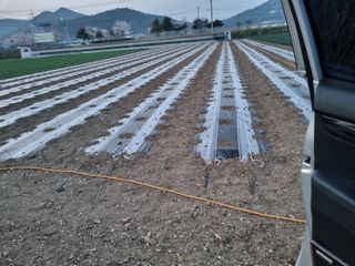 시금치7516최영숙님의 기타작물 · 영농일지 작성글 사진