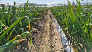 서정욱님의 마늘 · 영농일지 작성글 사진