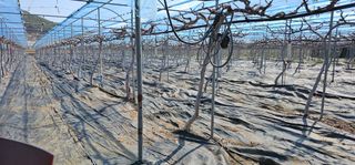 임헌택님의 기타작물 · 영농일지 작성글 사진