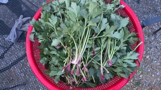 전영순님의 기타작물 · 영농일지 작성글 사진