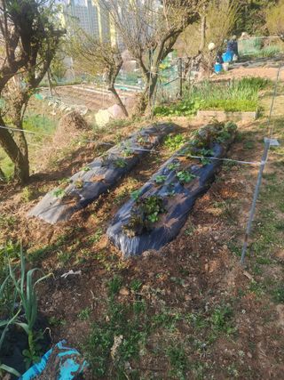 차태현님의 기타작물 · 영농일지 작성글 사진