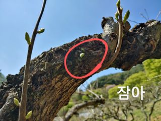 단감당감님의 감 · 영농일지 작성글 사진