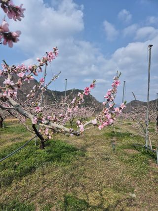 김옥조님의 복숭아 · 영농일지 작성글 사진