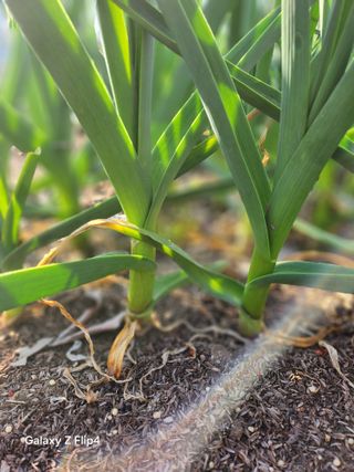 송명석님의 기타작물 · 영농일지 작성글 사진
