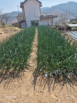 박종오님의 배추 · 영농일지 작성글 사진