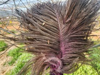 김영준님의 복숭아 · 영농일지 작성글 사진