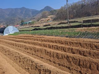 박순덕님의 기타작물 · 영농일지 작성글 사진