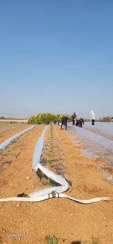 팜모닝 고추·영농일지 게시글 이미지