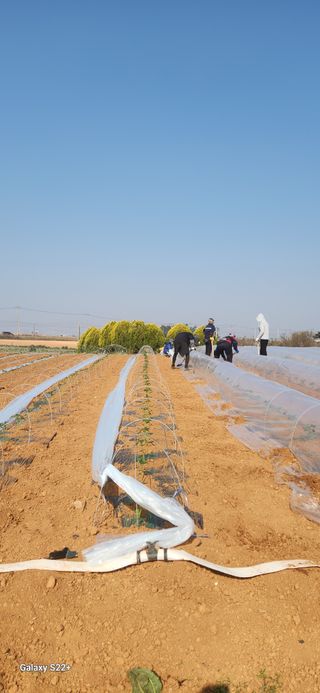 자연그대로님의 고추 · 영농일지 작성글 사진
