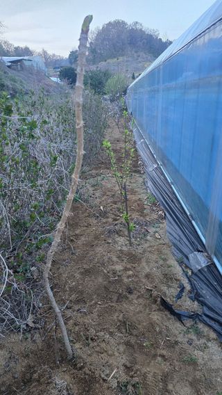 전영순님의 기타작물 · 영농일지 작성글 사진