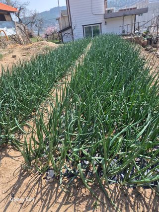 박종오님의 배추 · 영농일지 작성글 사진