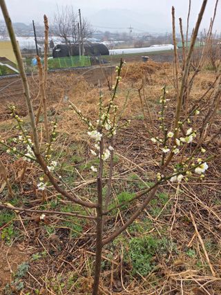 정민지호맘님의 기타작물 · 영농일지 작성글 사진