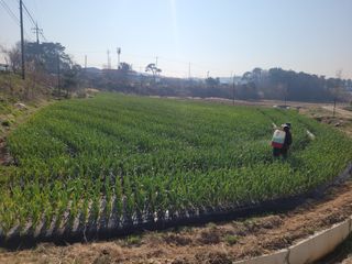 김정은님의 기타작물 · 영농일지 작성글 사진